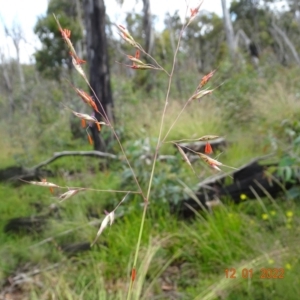 Rytidosperma pallidum at Mount Clear, ACT - 12 Jan 2022