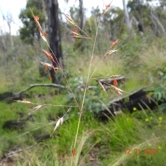 Rytidosperma pallidum (Red-anther Wallaby Grass) at Mount Clear, ACT - 11 Jan 2022 by GirtsO