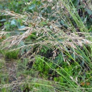 Rytidosperma pallidum at Mount Clear, ACT - 12 Jan 2022