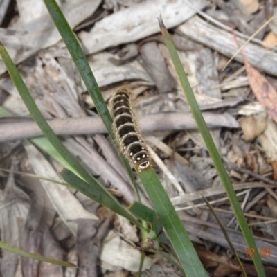 Pterolocera (genus) (Antheliid moth) at Namadgi National Park - 12 Jan 2022 by GirtsO