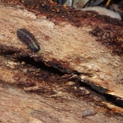 Chrysomelidae sp. (family) (Unidentified Leaf Beetle) at Mount Clear, ACT - 12 Jan 2022 by GirtsO