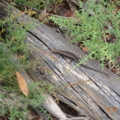 Pseudemoia entrecasteauxii (Woodland Tussock-skink) at Namadgi National Park - 12 Jan 2022 by GirtsO