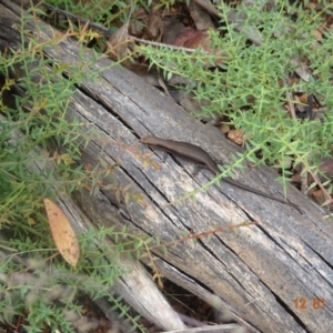 Pseudemoia entrecasteauxii at Mount Clear, ACT - 12 Jan 2022