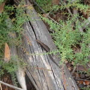 Pseudemoia entrecasteauxii at Mount Clear, ACT - 12 Jan 2022