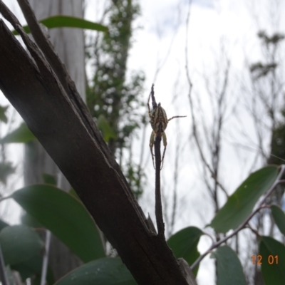 Plebs bradleyi (Enamelled spider) at Namadgi National Park - 12 Jan 2022 by GirtsO