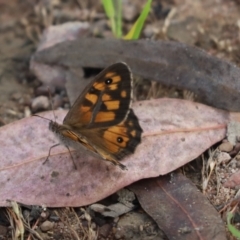 Geitoneura klugii (Marbled Xenica) at Mount Painter - 11 Jan 2022 by Tammy