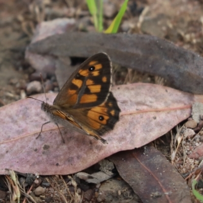 Geitoneura klugii (Marbled Xenica) at Cook, ACT - 11 Jan 2022 by Tammy