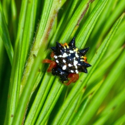 Austracantha minax (Christmas Spider, Jewel Spider) at Penrose, NSW - 1 Jan 2022 by Aussiegall