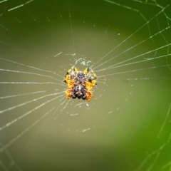 Austracantha minax at Penrose, NSW - 2 Jan 2022 09:29 AM