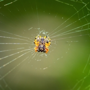 Austracantha minax at Penrose, NSW - 2 Jan 2022 09:29 AM