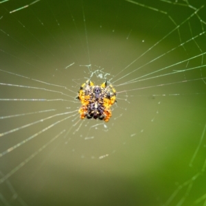 Austracantha minax at Penrose, NSW - 2 Jan 2022