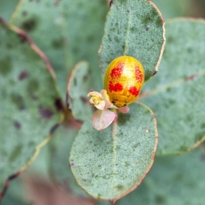 Paropsisterna fastidiosa (Eucalyptus leaf beetle) at Wingecarribee Local Government Area - 28 Dec 2021 by Aussiegall