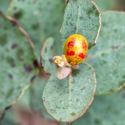 Paropsisterna fastidiosa (Eucalyptus leaf beetle) at Penrose, NSW - 28 Dec 2021 by Aussiegall