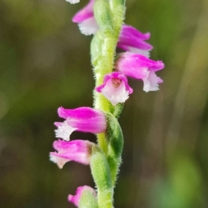 Spiranthes australis at Hyams Beach, NSW - suppressed