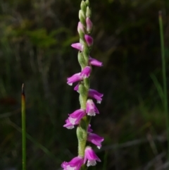 Spiranthes australis at Hyams Beach, NSW - suppressed