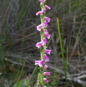 Spiranthes australis at Hyams Beach, NSW - suppressed