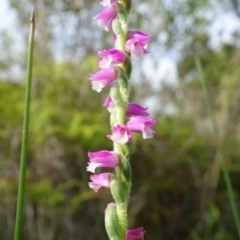 Spiranthes australis at Hyams Beach, NSW - suppressed