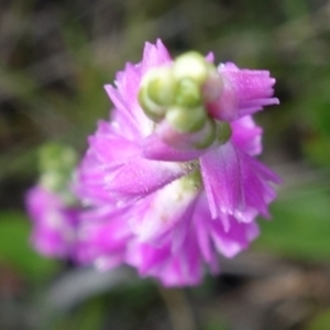 Spiranthes australis at Hyams Beach, NSW - suppressed