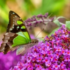 Graphium macleayanum (Macleay's Swallowtail) at Wingecarribee Local Government Area - 1 Jan 2022 by Aussiegall