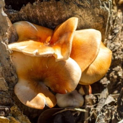 Omphalotus nidiformis (Ghost Fungus) at Penrose, NSW - 2 Jan 2022 by Aussiegall