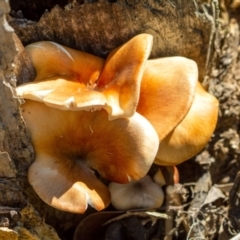 Unidentified Cap on a stem; gills below cap [mushrooms or mushroom-like] at Penrose, NSW - 1 Jan 2022 by Aussiegall