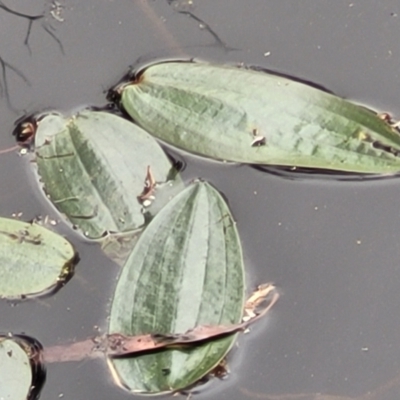 Ottelia ovalifolia subsp. ovalifolia (Swamp Lily) at Piney Ridge - 12 Jan 2022 by tpreston