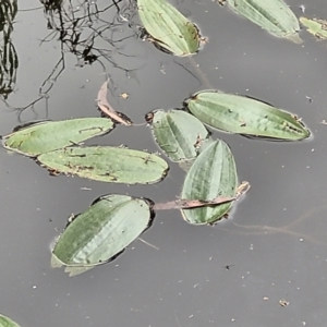 Ottelia ovalifolia subsp. ovalifolia at Stromlo, ACT - 13 Jan 2022