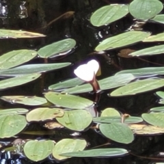 Ottelia ovalifolia subsp. ovalifolia at Stromlo, ACT - 13 Jan 2022