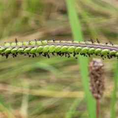 Paspalum dilatatum (Paspalum) at Stromlo, ACT - 13 Jan 2022 by trevorpreston