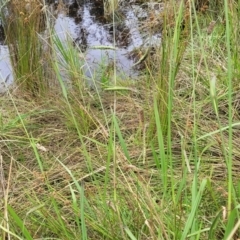 Paspalum dilatatum at Stromlo, ACT - 13 Jan 2022