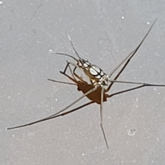 Gerridae (family) (Unidentified water strider) at Stromlo, ACT - 12 Jan 2022 by tpreston