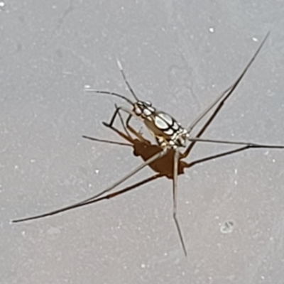 Gerridae sp. (family) (Unidentified water strider) at Stromlo, ACT - 12 Jan 2022 by tpreston