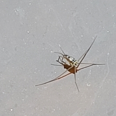 Gerridae (family) at Stromlo, ACT - 13 Jan 2022