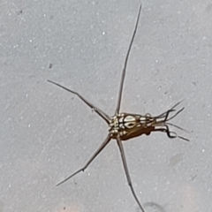 Gerridae (family) at Stromlo, ACT - 13 Jan 2022