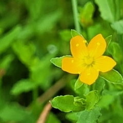 Hypericum japonicum (Creeping St John's Wort) at Stromlo, ACT - 13 Jan 2022 by trevorpreston