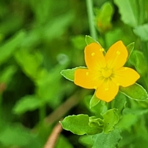 Hypericum japonicum at Stromlo, ACT - 13 Jan 2022 10:26 AM