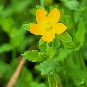 Hypericum japonicum at Stromlo, ACT - 13 Jan 2022