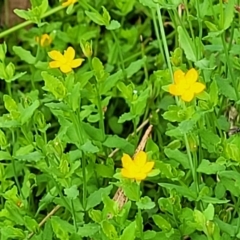 Hypericum japonicum at Stromlo, ACT - 13 Jan 2022 10:26 AM