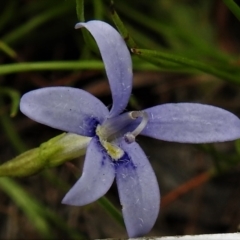 Isotoma fluviatilis subsp. australis (Swamp Isotome) at Bonner, ACT - 11 Jan 2022 by JohnBundock