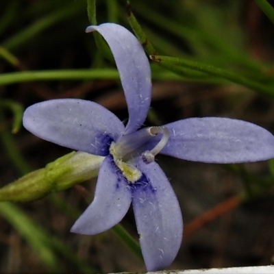 Isotoma fluviatilis subsp. australis (Swamp Isotome) at Bonner, ACT - 12 Jan 2022 by JohnBundock