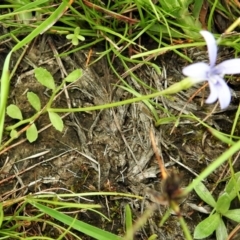 Isotoma fluviatilis subsp. australis at Bonner, ACT - 12 Jan 2022 10:39 AM