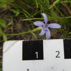 Isotoma fluviatilis subsp. australis at Bonner, ACT - 12 Jan 2022