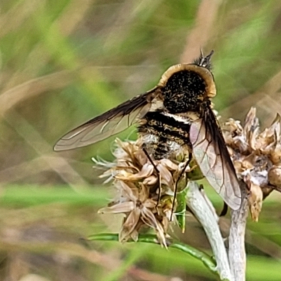Bombyliidae (family) (Unidentified Bee fly) at Piney Ridge - 12 Jan 2022 by tpreston