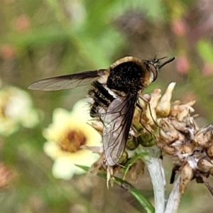 Bombyliidae (family) at Stromlo, ACT - 13 Jan 2022