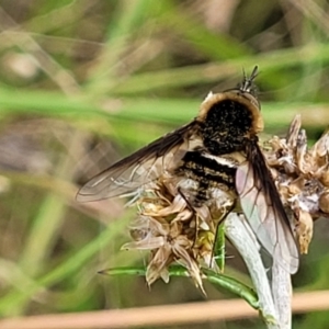 Bombyliidae (family) at Stromlo, ACT - 13 Jan 2022