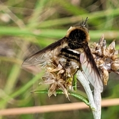 Bombyliidae (family) at Stromlo, ACT - 13 Jan 2022