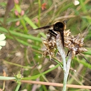 Bombyliidae (family) at Stromlo, ACT - 13 Jan 2022