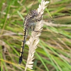 Orthetrum caledonicum (Blue Skimmer) at Piney Ridge - 12 Jan 2022 by tpreston