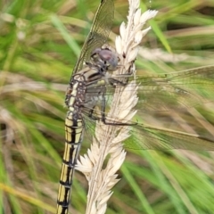 Orthetrum caledonicum at Stromlo, ACT - 13 Jan 2022 10:16 AM