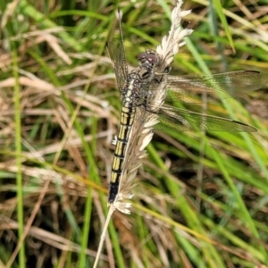 Orthetrum caledonicum at Stromlo, ACT - 13 Jan 2022 10:16 AM